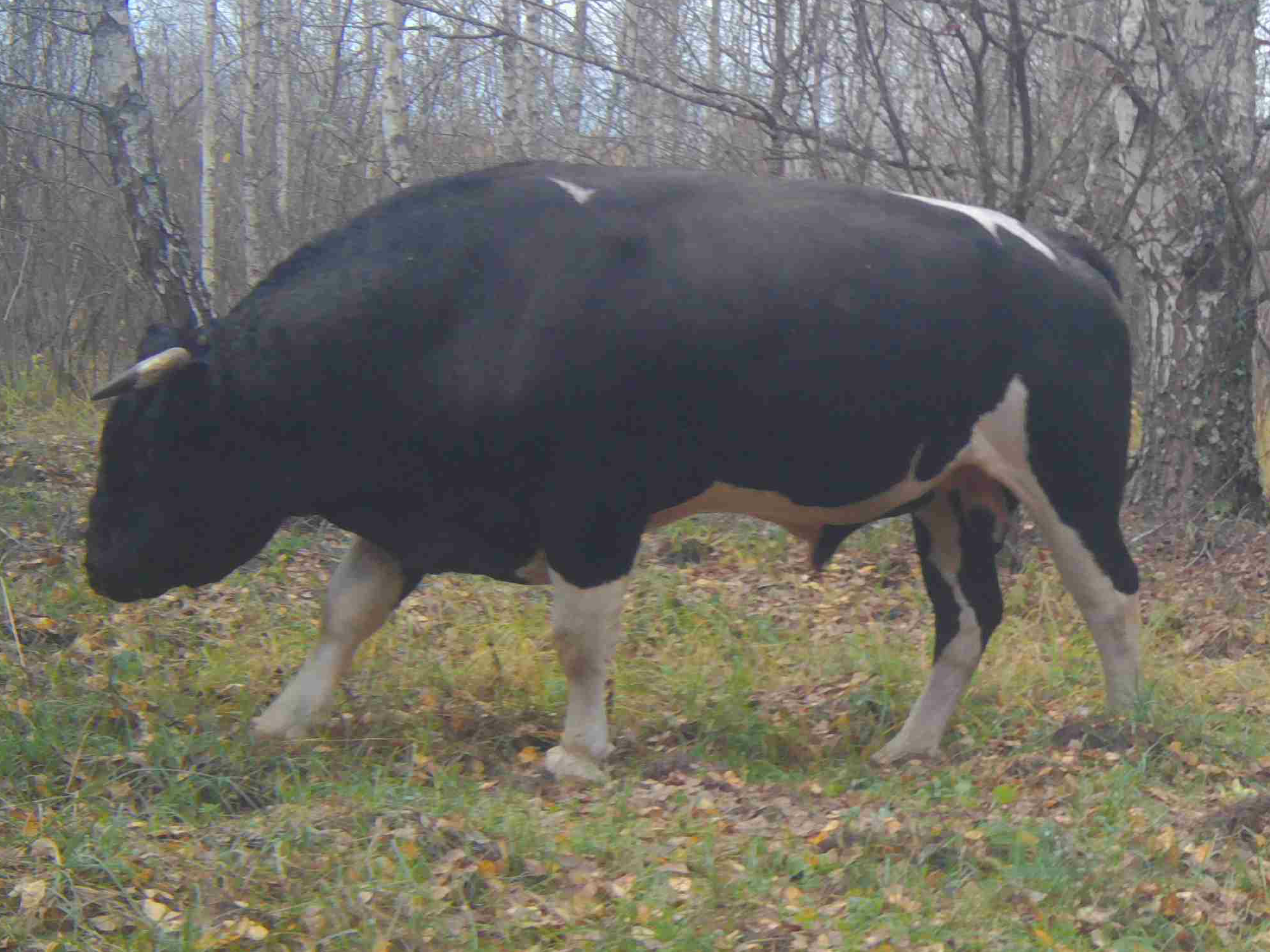 The first cow, view from the left side