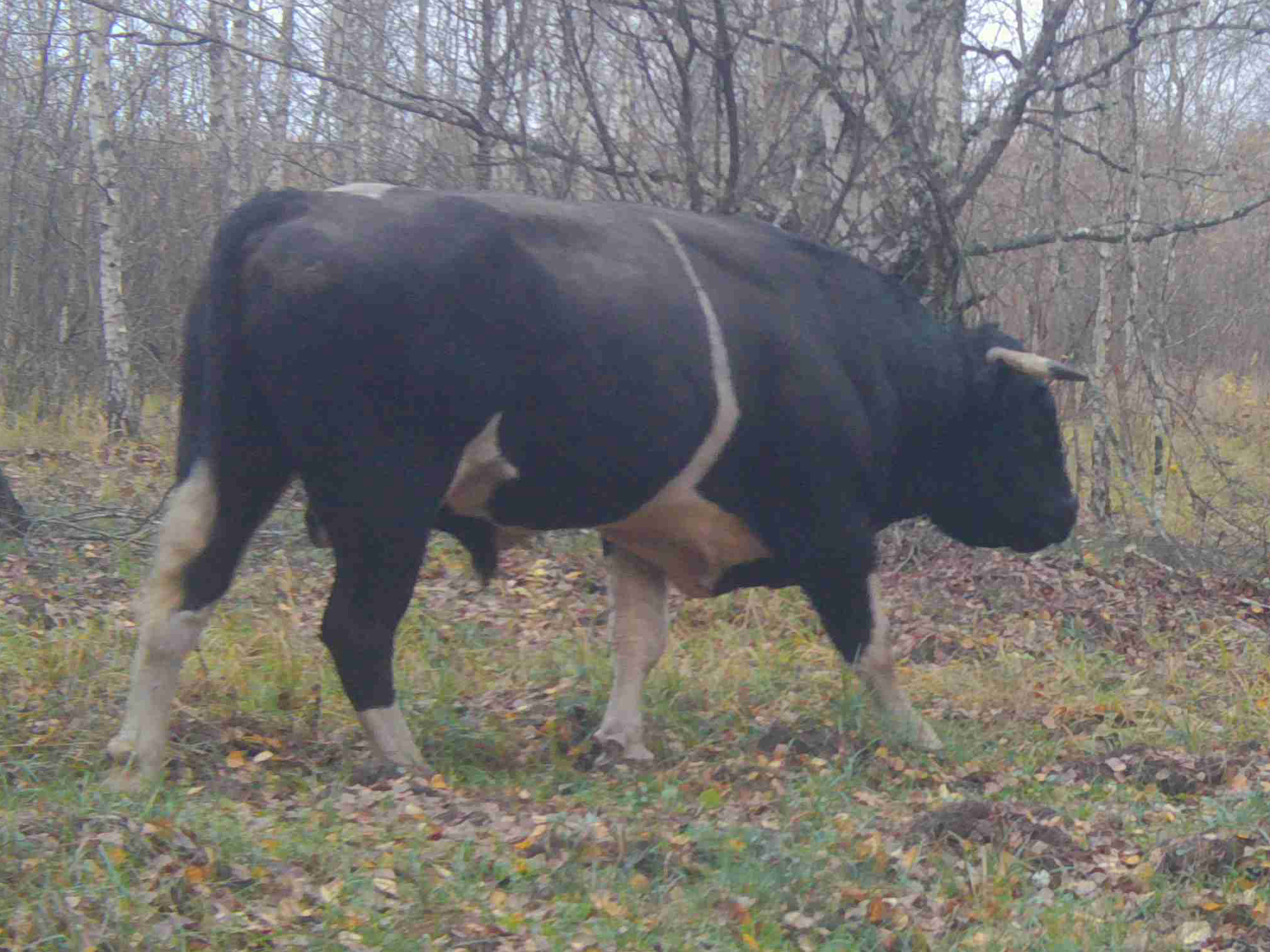 The first cow, view from the right side