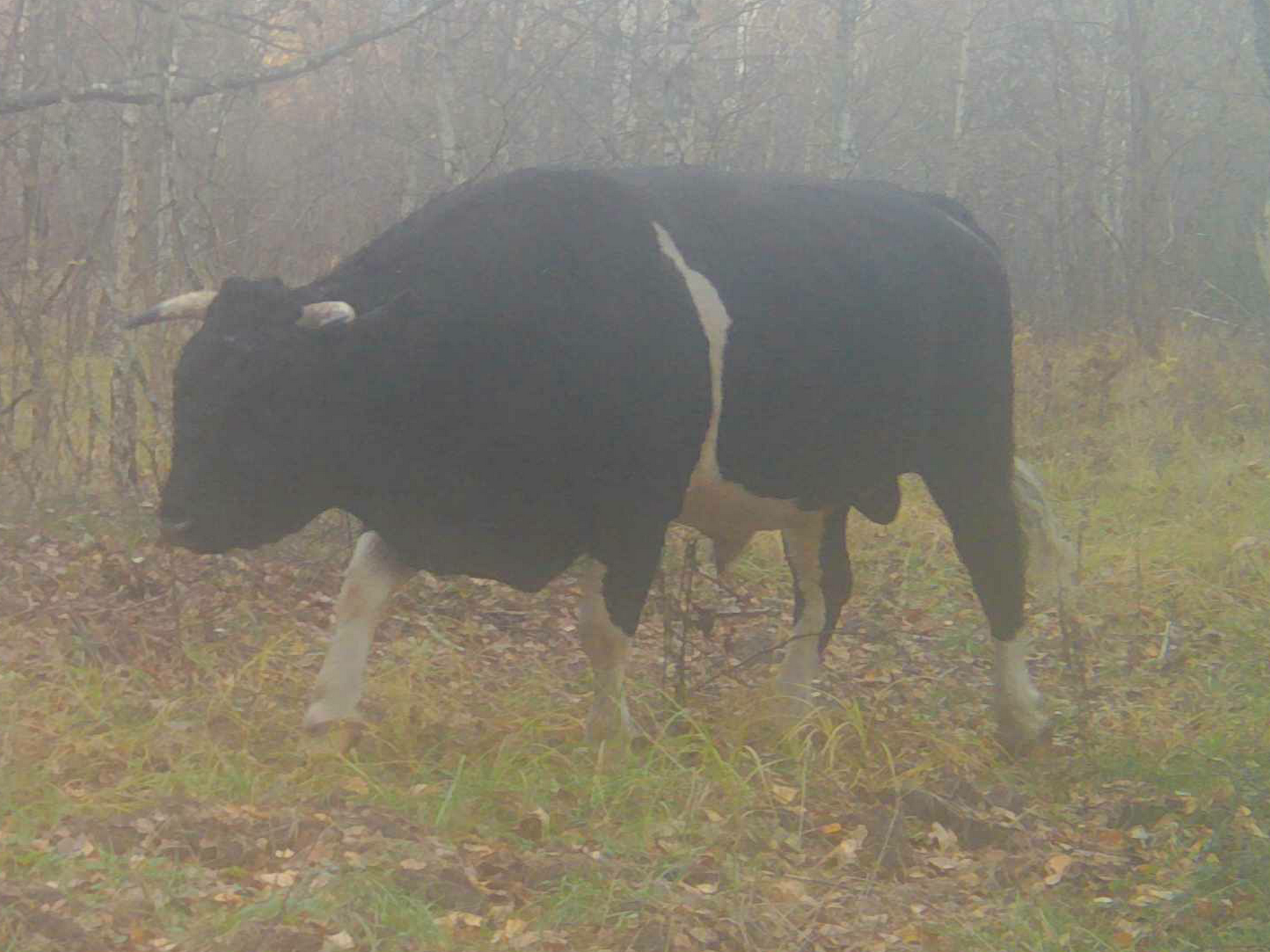 The sixth cow, view from the left side